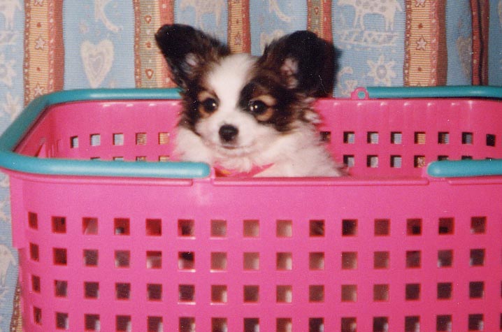 �s�N�V�[�̎q�����ゾ��